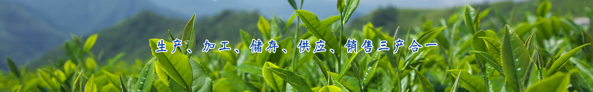 茶品有礼-云雾山中来